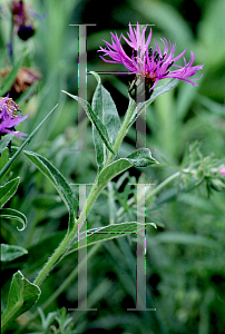 Picture of Centaurea montana 