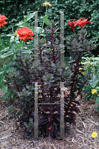 Picture of Hylotelephium  'Mohrchen'