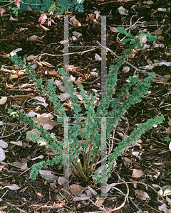 Picture of Athyrium filix-femina 'Frizelliae'