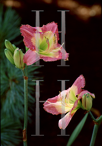 Picture of Hemerocallis  'Emporer's Butterfly'