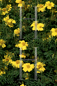 Picture of Tagetes tenuifolia 'Lulu'