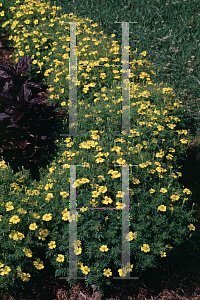 Picture of Tagetes tenuifolia 'Lulu'