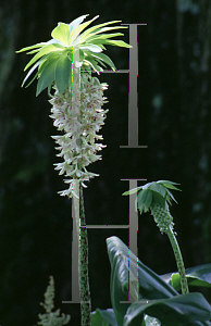 Picture of Eucomis bicolor 