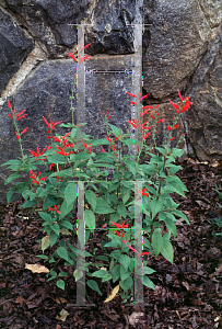 Picture of Salvia rutilans 