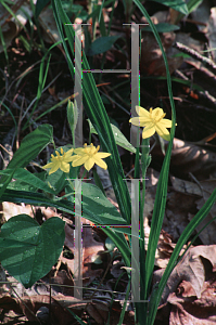 Picture of Hypoxis hirsuta 