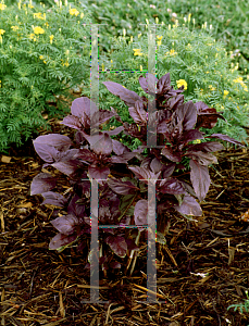 Picture of Ocimum basilicum 'Red Rubin'