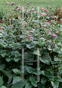 Picture of Ageratum houstonianum 'Blue Horizon'