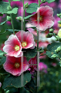 Picture of Alcea rosea 