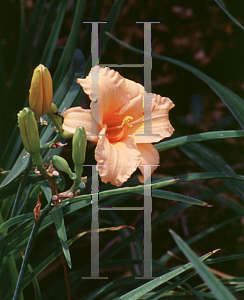 Picture of Hemerocallis  'Bertie Ferris'