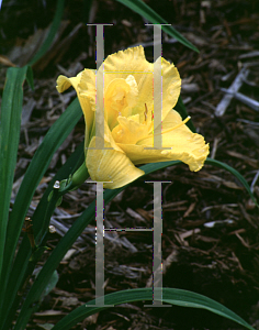 Picture of Hemerocallis  'Betty Woods'