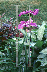 Picture of Iris ensata 