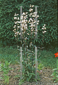 Picture of Penstemon digitalis 'Husker Red'