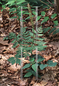 Picture of Botrychium virginianum 