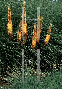 Picture of Eremurus stenophyllus 