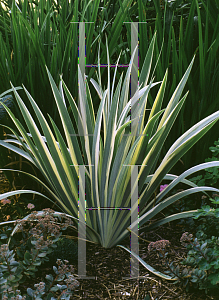 Picture of Iris pallida 'Aurea-variegata'