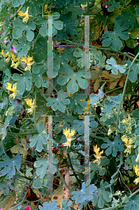 Picture of Tropaeolum peregrinum 