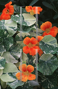 Picture of Tropaeolum majus 'Alaska'