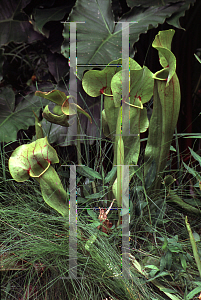 Picture of Sarracenia flava 