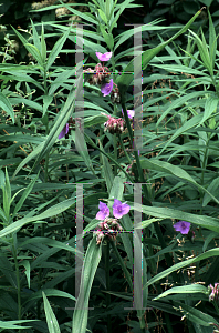 Picture of Tradescantia virginiana 