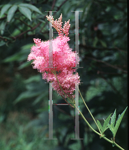 Picture of Filipendula rubra 