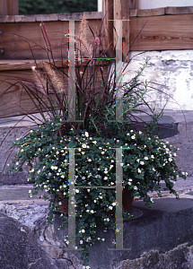 Picture of Bacopa monnieri 