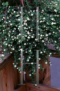 Picture of Bacopa monnieri 