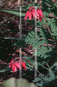 Picture of Dicentra formosa 'Luxuriant'