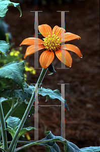 Picture of Tithonia rotundifolia 