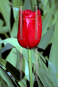 Picture of Tulipa x 