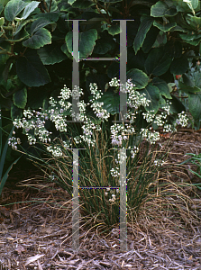 Picture of Allium sikkimense 