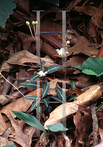 Picture of Chimaphila maculata 