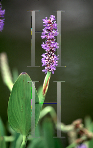 Picture of Pontederia cordata 