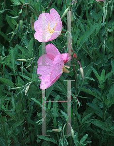 Picture of Oenothera speciosa 'Rosea'