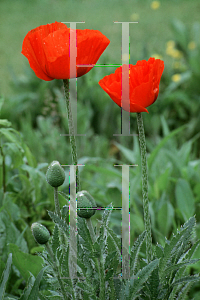 Picture of Papaver orientale 