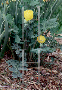 Picture of Chelidonium majus 