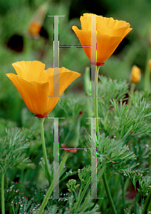 Picture of Eschscholzia californica 