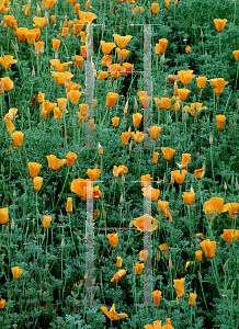 Picture of Eschscholzia californica 