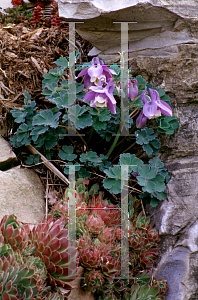 Picture of Aquilegia flabellata 