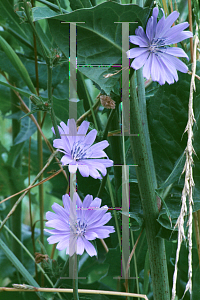 Picture of Cichorium intybus 