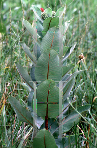 Picture of Asclepias syriaca 