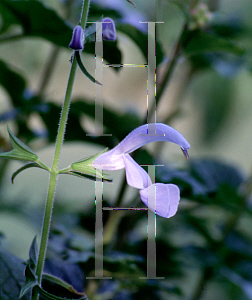 Picture of Salvia patens 'Cambridge Blue'