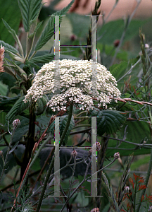 Picture of Daucus carota 
