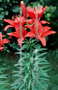 Picture of Lilium  'America'