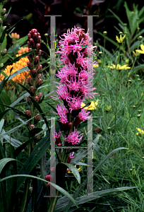 Picture of Liatris spicata 'Kobold'