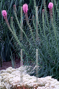 Picture of Liatris spicata 'Kobold'