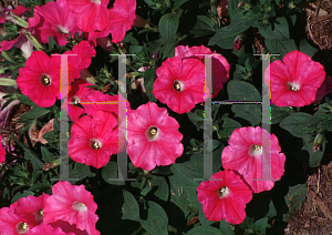 Picture of Petunia x hybrida 'Pink Wave'