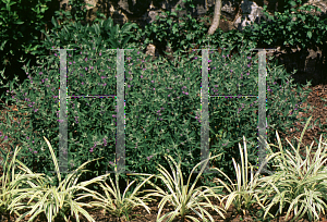 Picture of Caryopteris x clandonensis 