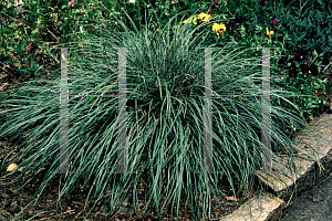 Picture of Carex conica 