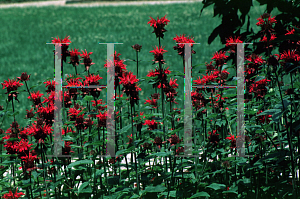 Picture of Monarda didyma 'Panorama'