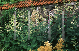 Picture of Macleaya cordata 